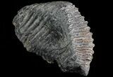 Mammoth Molar From South Carolina - Huge Specimen #66866-1